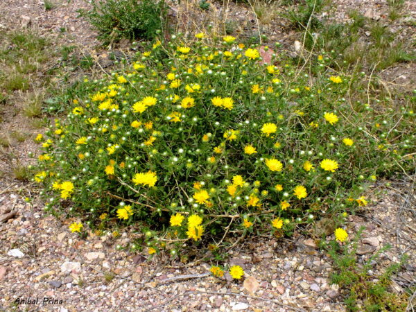 Grindelia pulchella - Imagen 2