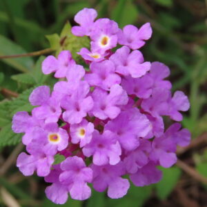 Lantana montevidensis