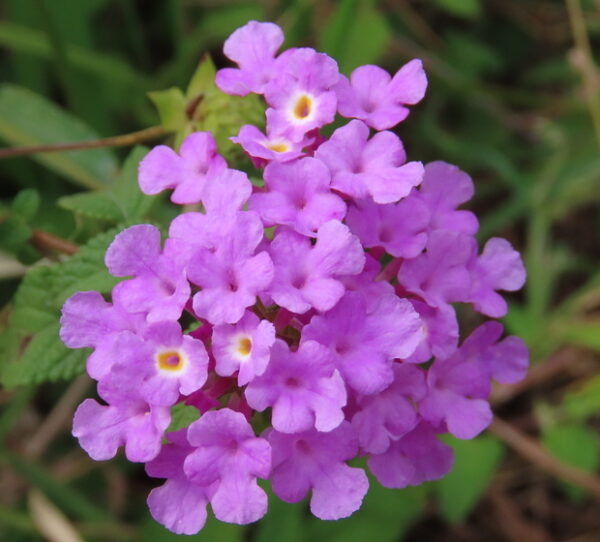 Lantana montevidensis