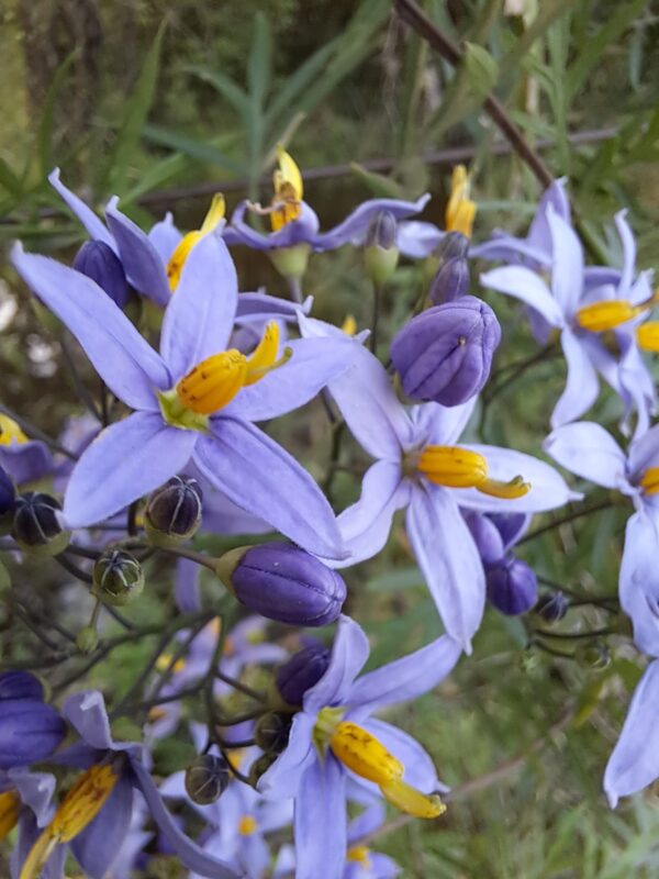 Jazmin cordobes (Solanum angustifidum) grande - Imagen 2