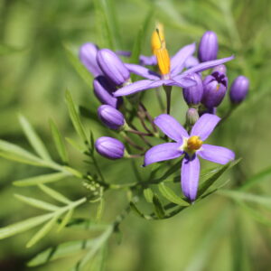 Jazmin cordobes (Solanum angustifidum) chico