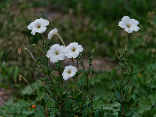 Petunia axillaris - Imagen 2
