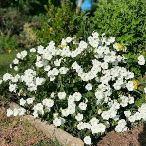 Petunia axillaris