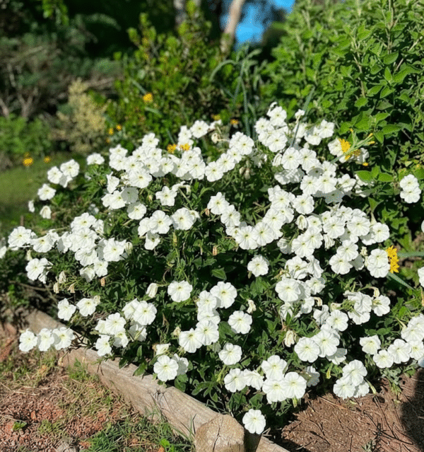 Petunia axillaris