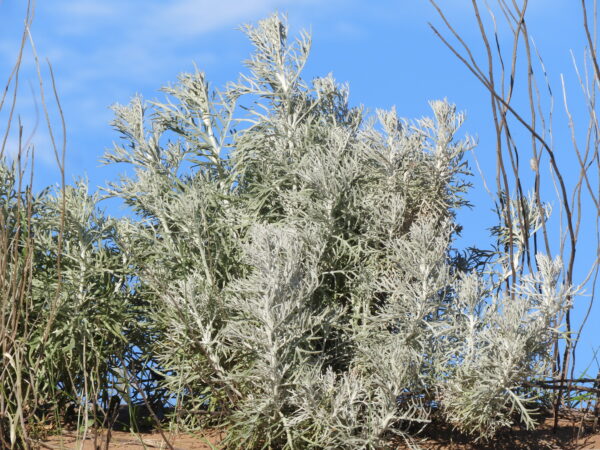 Senecio Viravira - Imagen 2