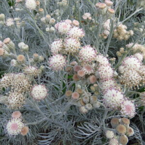 Senecio Viravira