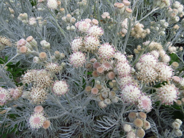 Senecio Viravira