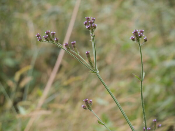 Verbena litoralis - Imagen 2