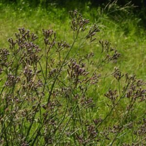 Verbena litoralis