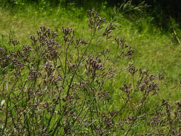 Verbena litoralis