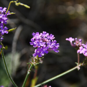Verbena rígida
