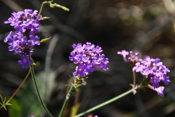 Verbena rígida