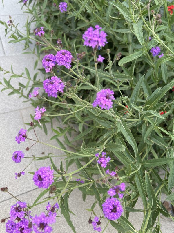 Verbena rígida - Imagen 2