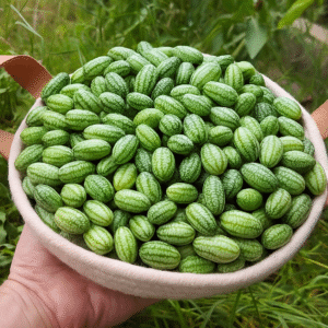 Plantín Cucamelon