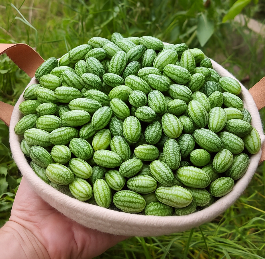 Plantín Cucamelon