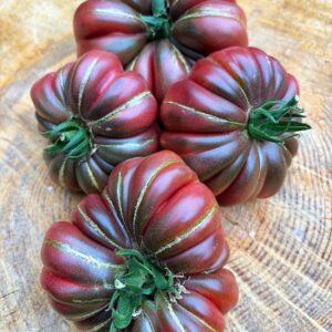 Plantín Tomate Zapoteca Chocolate