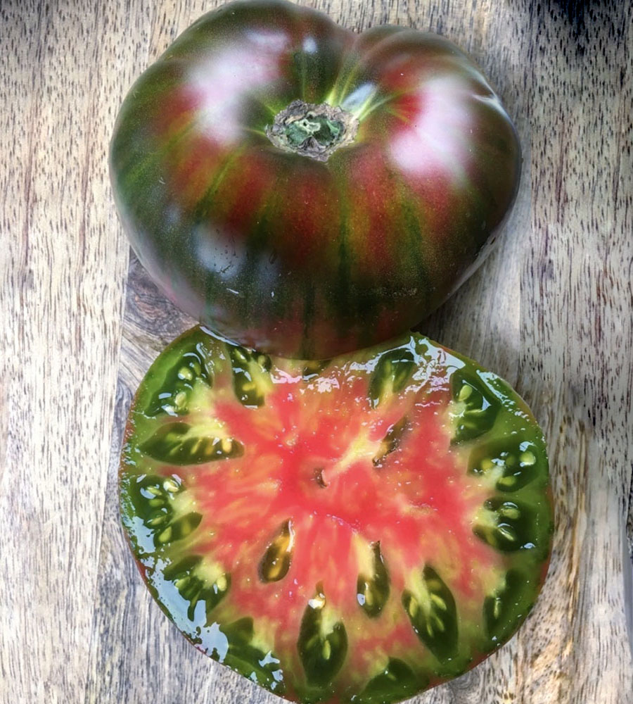 Plantín Tomate Ananas noire