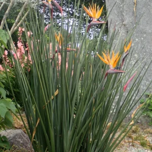 Strelitzia juncea