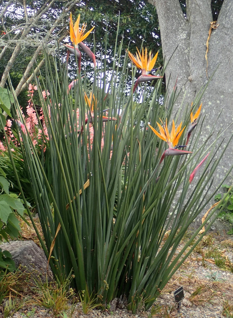 Strelitzia juncea
