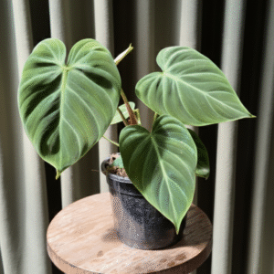 Philodendron el choco red