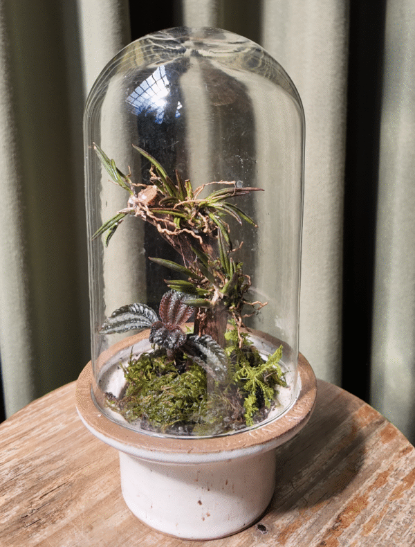 Terrario arena con orquídea Leptotes unicolor