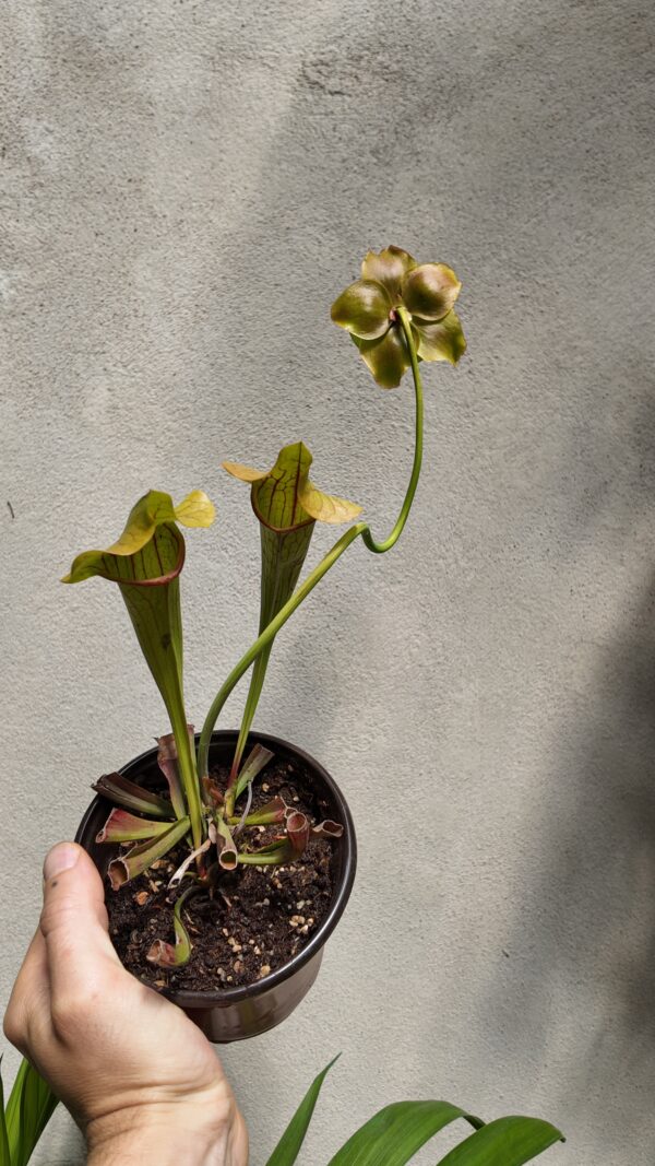 Sarracenia flava - Imagen 2