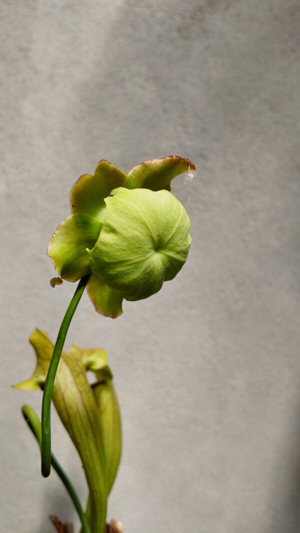 Sarracenia flava - Imagen 3