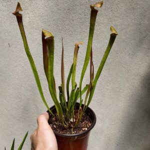 Sarracenia