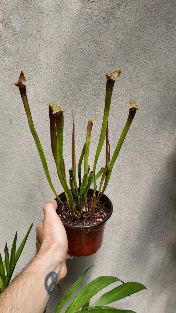 Sarracenia