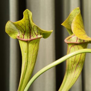 Sarracenia flava