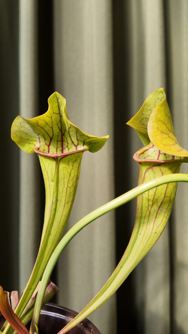 Sarracenia flava