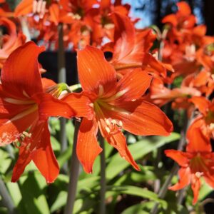 Bulbo Amarilis petiolatum