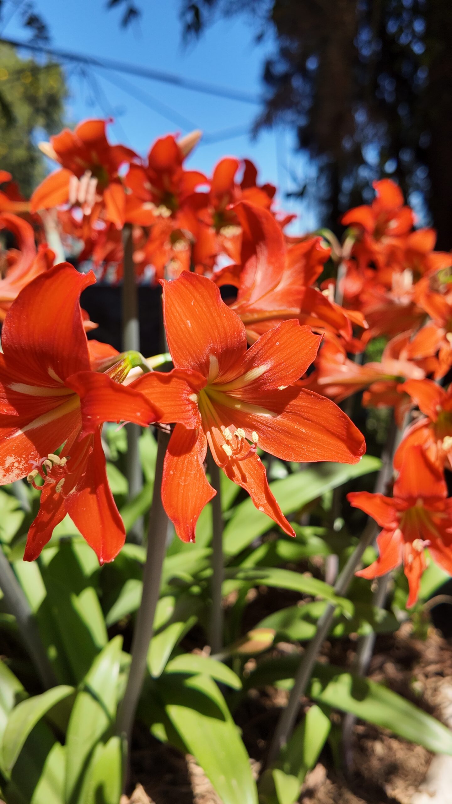 Bulbo Amarilis petiolatum