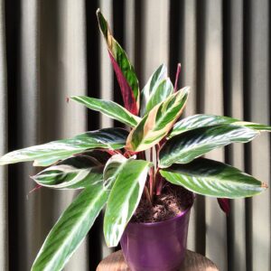 Calathea Stromanthe Triostar grande