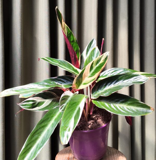 Calathea Stromanthe Triostar grande