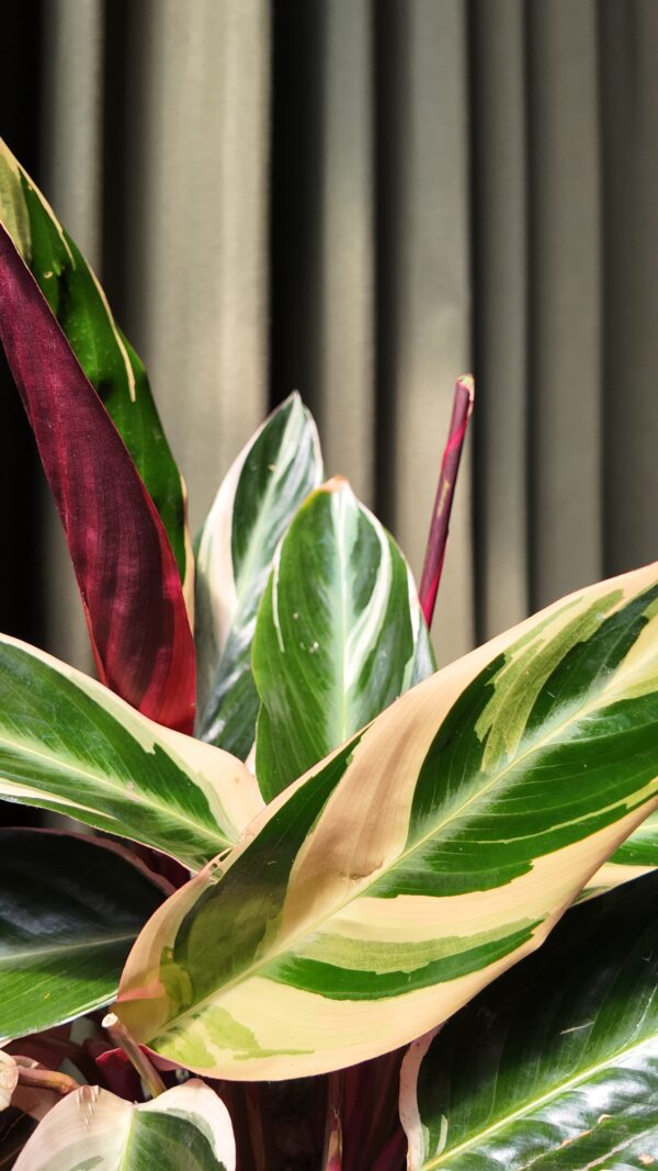 Calathea Stromanthe Triostar grande - Imagen 2