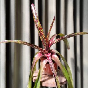 Neoregelia