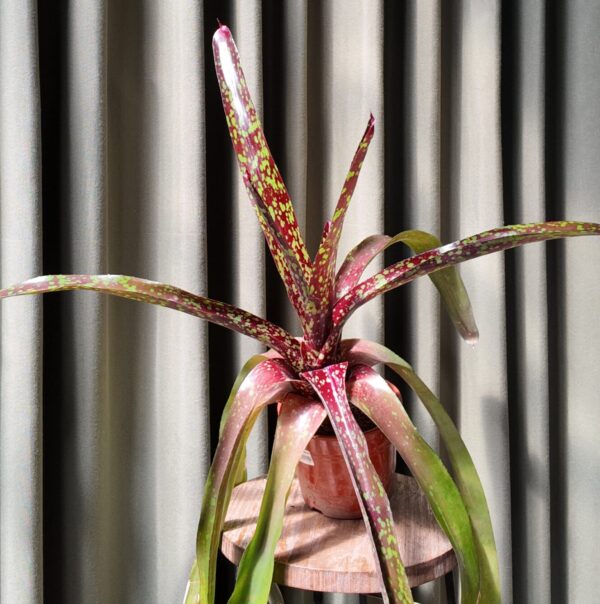 Neoregelia