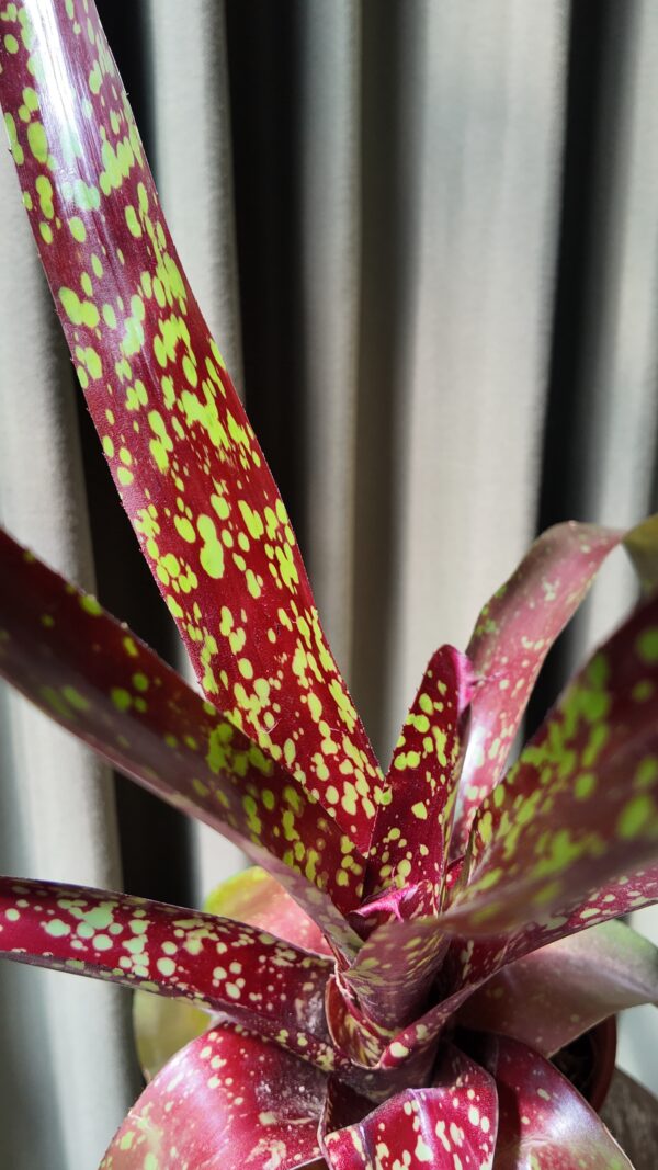 Neoregelia - Imagen 2