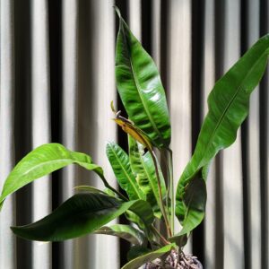 Anthurium gracile