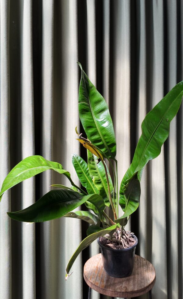 Anthurium gracile