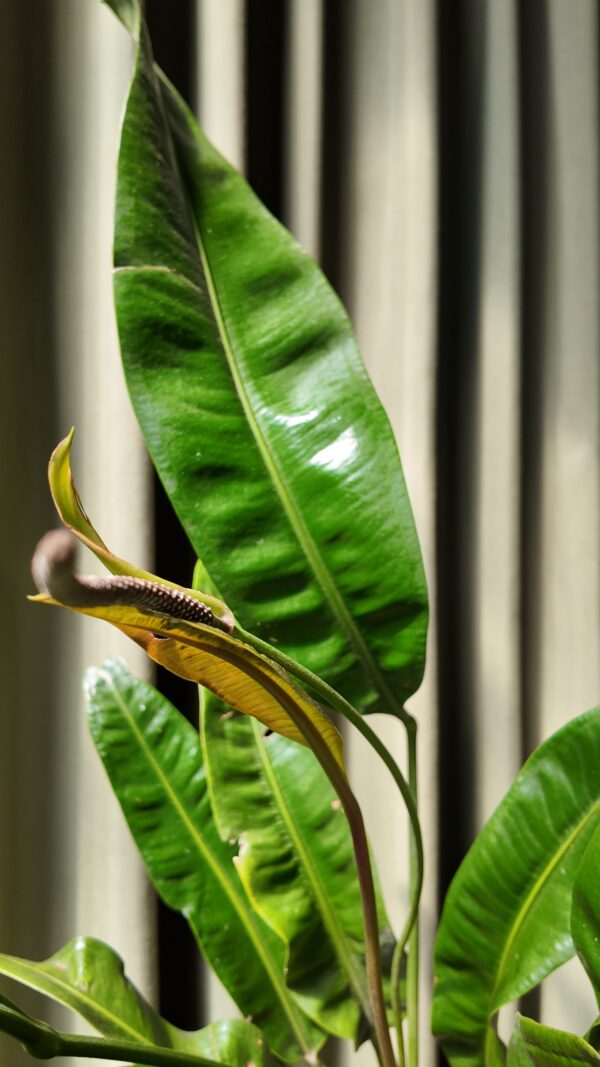 Anthurium gracile - Imagen 2