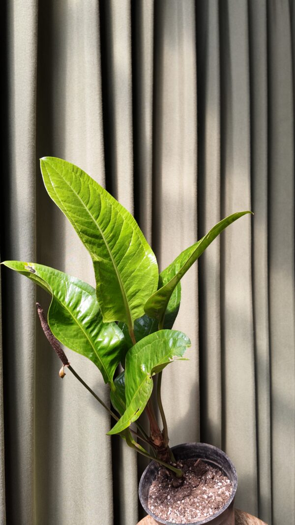 Anthurium Oxycarpum - Imagen 2