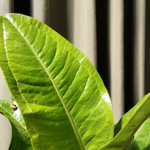 Anthurium Oxycarpum