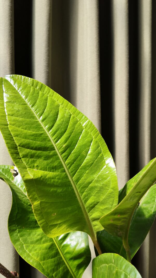 Anthurium Oxycarpum