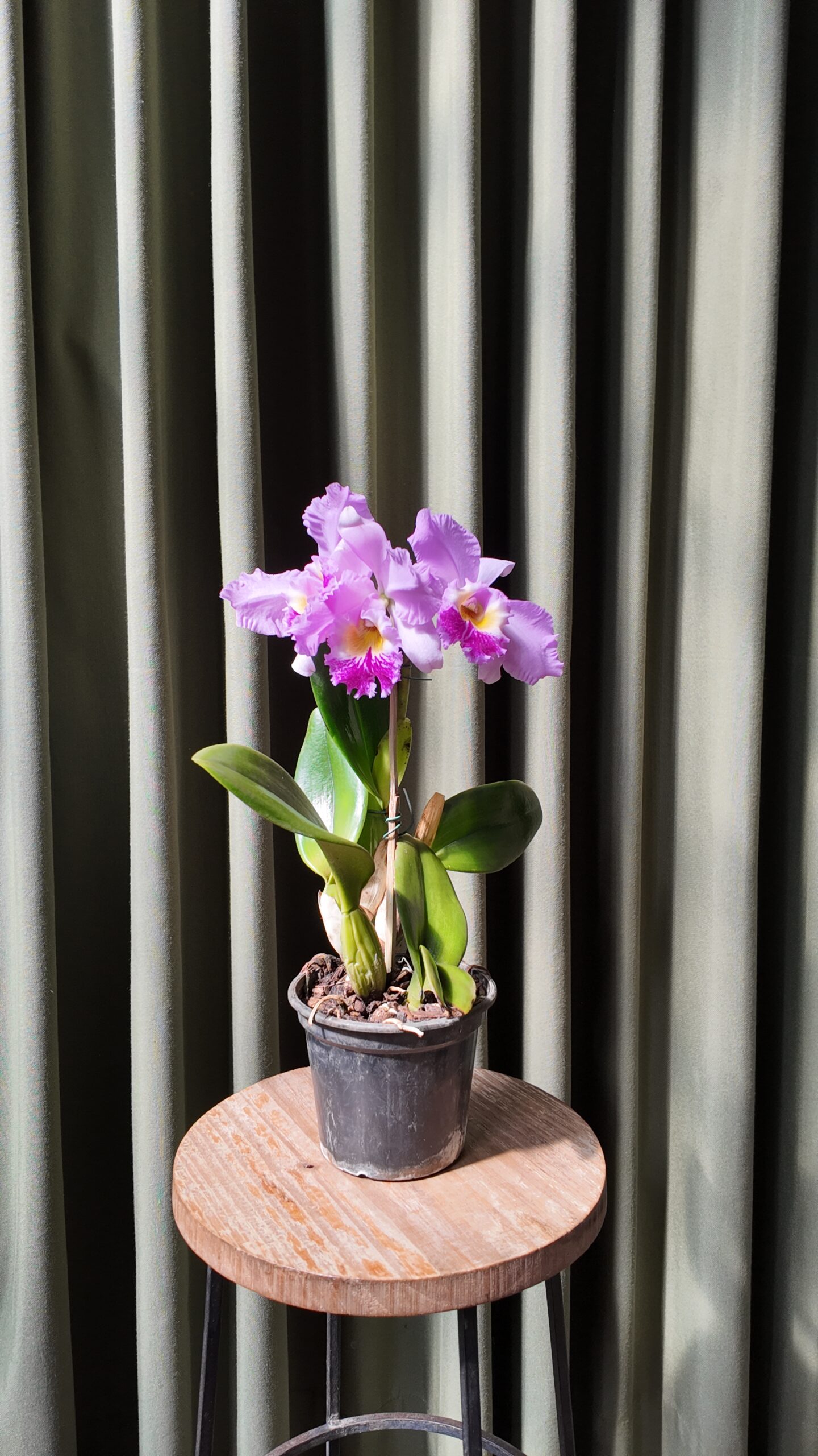 Cattleya - Imagen 2