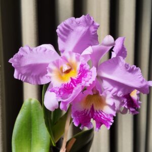 Cattleya