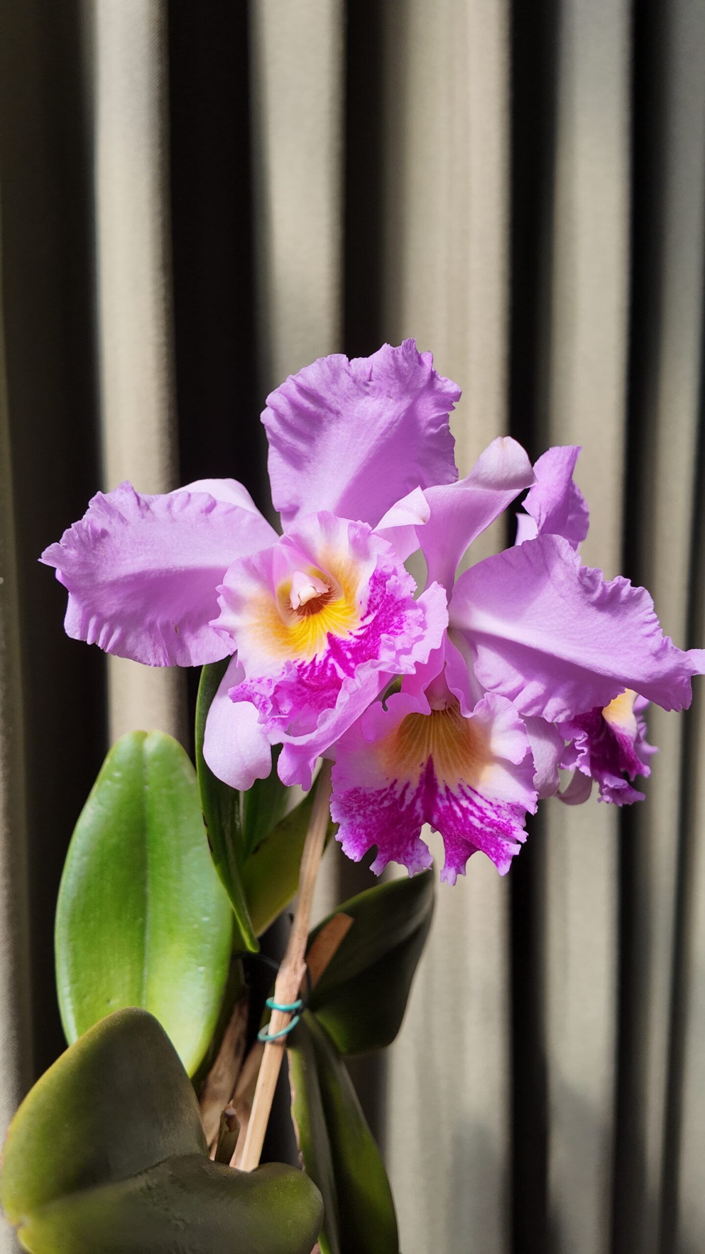 Cattleya
