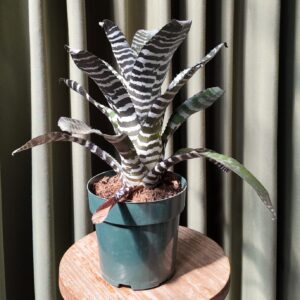 Aechmea zebrina