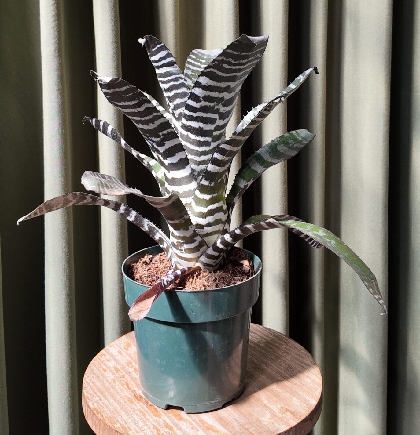 Aechmea zebrina